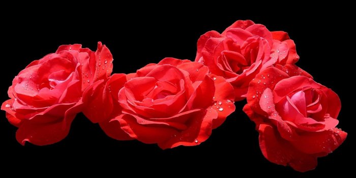 2048x1152 Download Dual Screen Wide 2048x1152 - Black Background, Buds, Drops