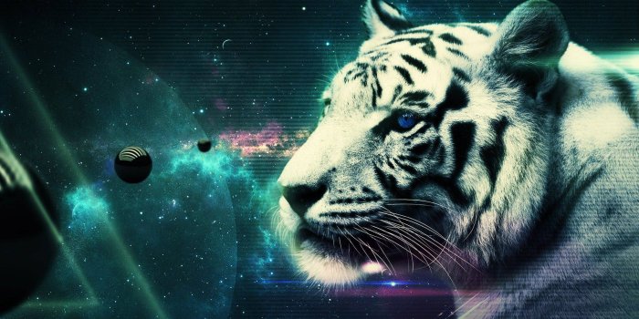 2560x1440 45+ Cool Tiger Wallpapers - Download at WallpaperBro