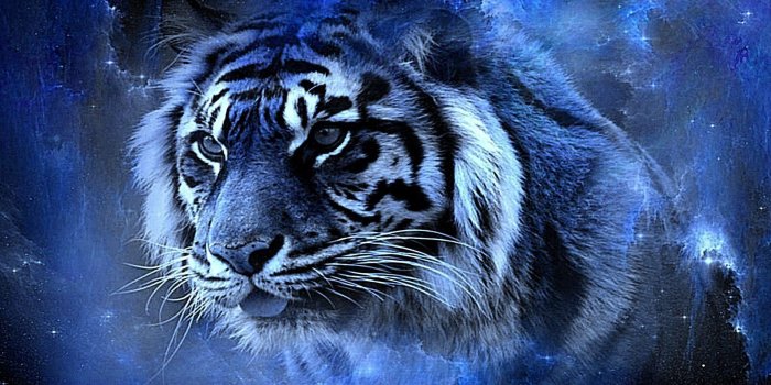 1920x1200 Cool Tiger Backgrounds