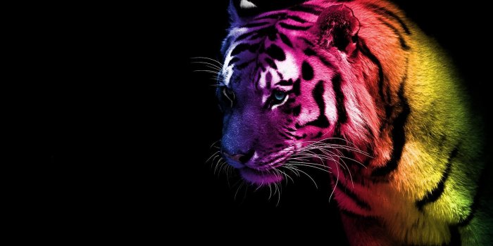 1920x1080 Tiger Wallpapers For Iphone Is Cool Wallpapers | TIGER SPLASH