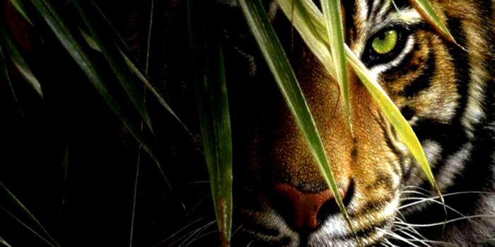 1600x1011 Tiger Wallpaper Hd For Desktop | Wallpapers Link