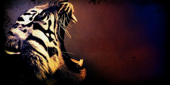 1600x900 Cool tiger wallpapers - SF Wallpaper