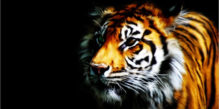 1500x1000 75+] Cool Tiger Wallpapers on WallpaperSafari