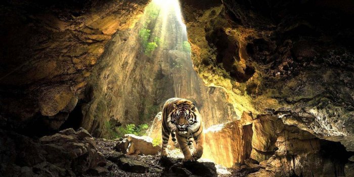 1920x1200 Amazing Tiger With Sun Beam Wallpaper | HD Animals and Birds