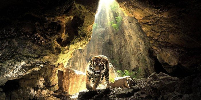 1920x1200 Cool tiger wallpaper Gallery