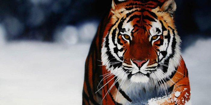 1920x1200 Cool Tiger Backgrounds