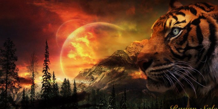 1600x900 Cool 3d Wallpaper Backgrounds Tiger Desktop Background