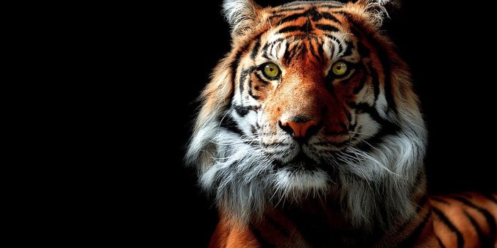 1440x900 Cool Tiger Wallpapers - Wallpapers Browse