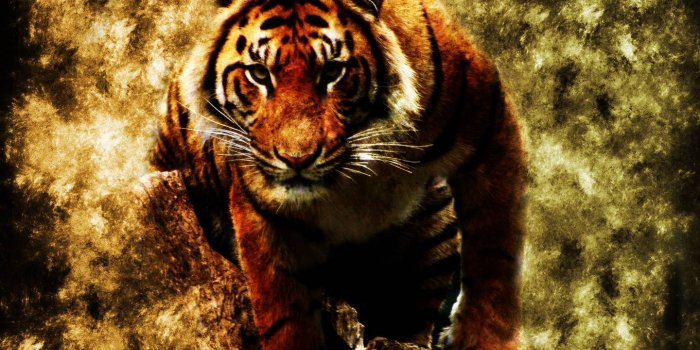 1440x900 Wallpaper Tiger (32+ images) on Genchi.info