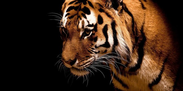 1920x1440 Excellent 100 Cool Tiger Wallpapers Free With Resolution 1920 x 1920