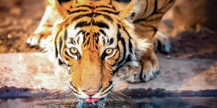 720x1280 Cool Tiger Wallpaper by Mr_dare_devil27 - 51 - Free on ZEDGE™