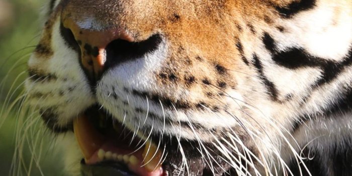 1080x1920 Tiger Wallpaper High Resolution » Hupages » Download Iphone Wallpapers