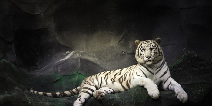 1920x1200 Cool wallpapers of tigers Gallery