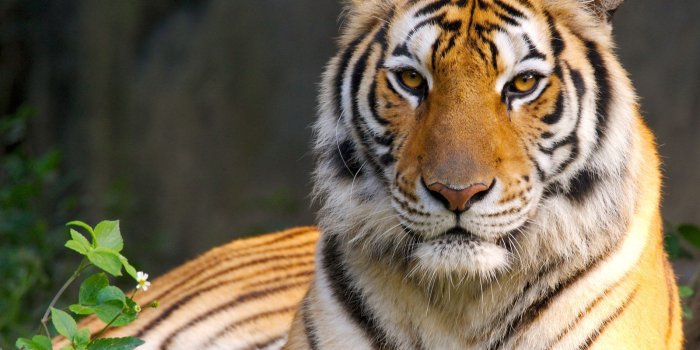 1600x1200 Cool Beauty Of Tiger Wallpaper