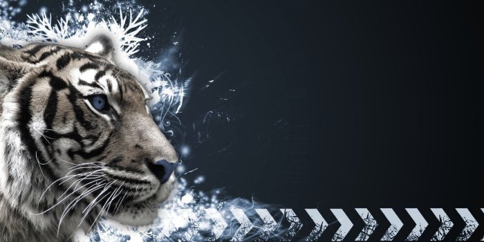 1280x800 30 New Tiger Wallpapers in High Quality, Imam Fleisch