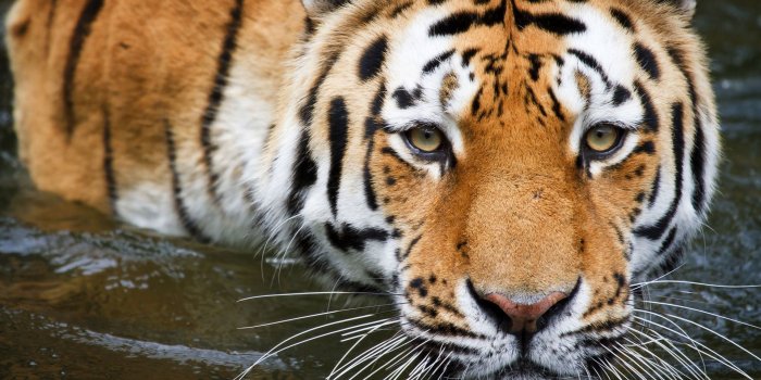 1920x1080 Cool Tiger Background