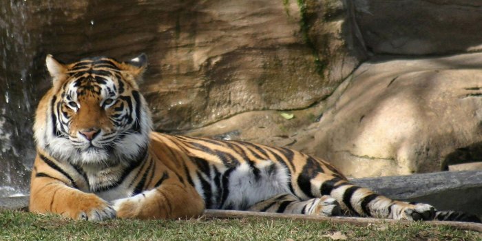 1920x1200 30 cool tiger wallpaper pictures