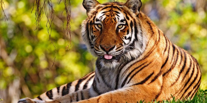 1600x1200 Cool Tiger Wallpaper Wallpaper | WallpaperLepi