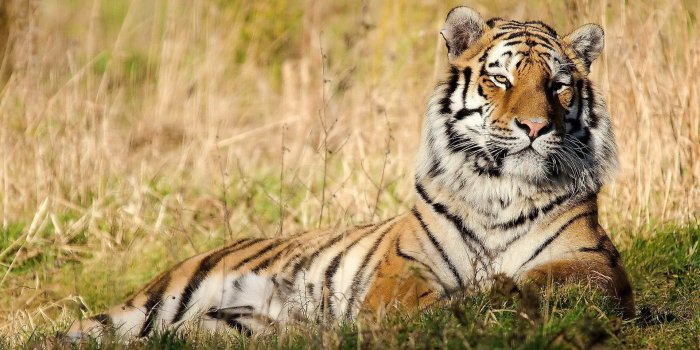 1920x1080 Cool Tiger Wallpaper for Desktop - HD Wallpapers