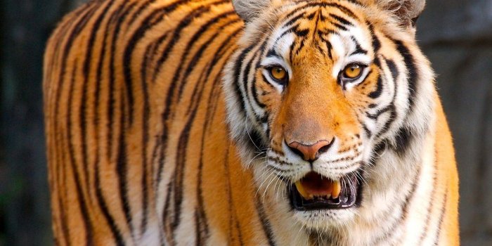 1920x1200 Cool Tiger Hd Wallpaper