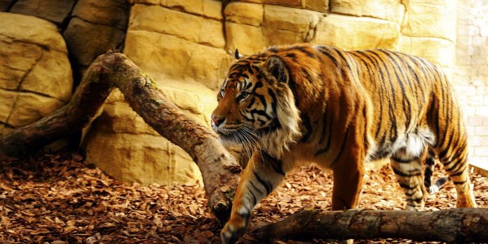 1920x1200 cool tiger backgrounds - HD Desktop Wallpapers | 4k HD