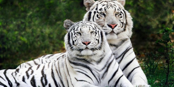 1920x1200 Best 50 Cool Tiger Wallpapers Free With Resolution 1920 x 1920