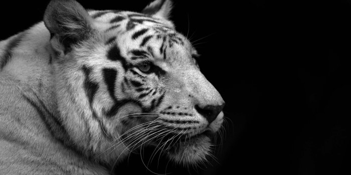 2560x1600 Cool White Tiger Wallpaper #6894366