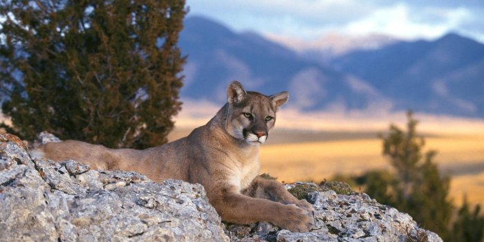 1920x1200 Epic Trips: Tracking Pumas In Patagonia | Hong Kong Tatler