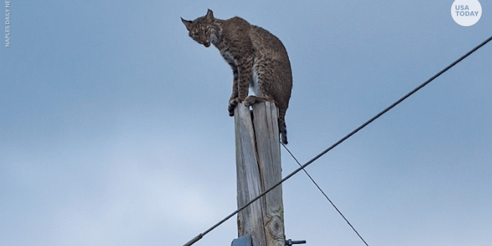 1920x1080 Epic rescue of bobcat trapped on Florida electrical pole