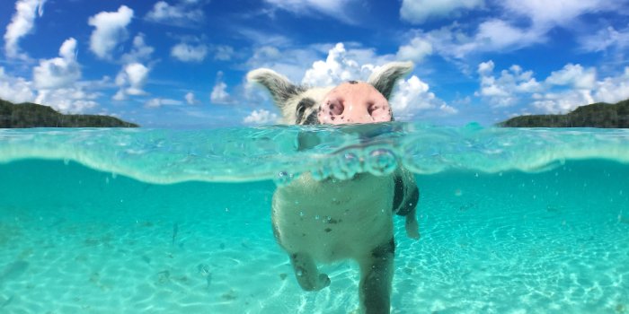 2400x1800 Pigs In The Bahamas Wallpapers High Quality | Download Free