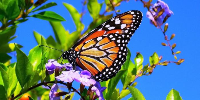 1920x1080 Spring Butterfly | Spring Flowers And Butterflies Wallpaper Spring