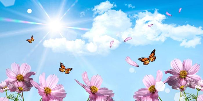 1920x1200 Spring Butterfly Wallpaper Desktop ~ Click Wallpapers | Stuff to Try
