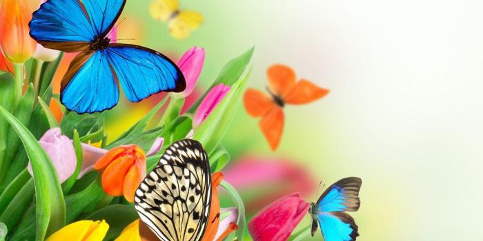 1332x850 Wallpaper butterfly, flowers, spring, colorful, tulips, fresh