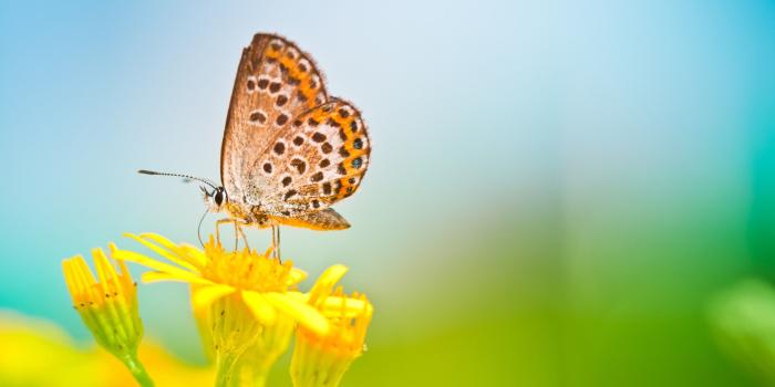 2560x1600 Flower Butterfly Wallpaper