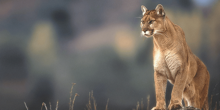 3840x2160 Mountain lion Windows 98 [4k] | WALLPAPERS | Mountain lion, Windows