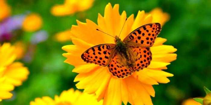 1265x799 Spring Butterfly Wallpaper | Find Wallpapers