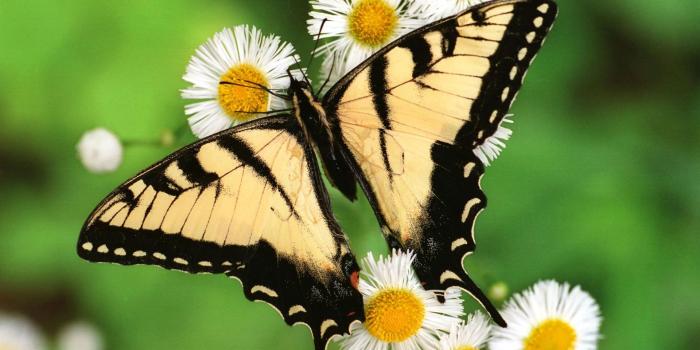 1920x1200 Spring Butterfly - Wallpaper, High Definition, High Quality, Widescreen