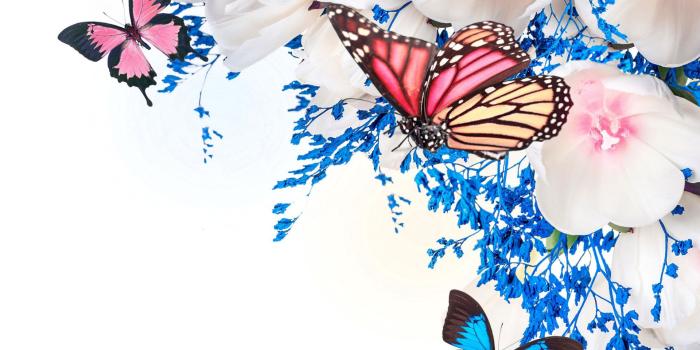 1920x1200 68+ Butterfly Desktop Wallpapers on WallpaperPlay