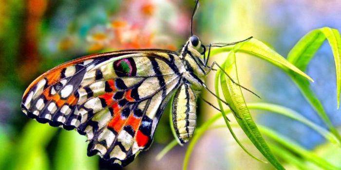 1280x720 Spring Wallpaper - Butterflies ver. 2