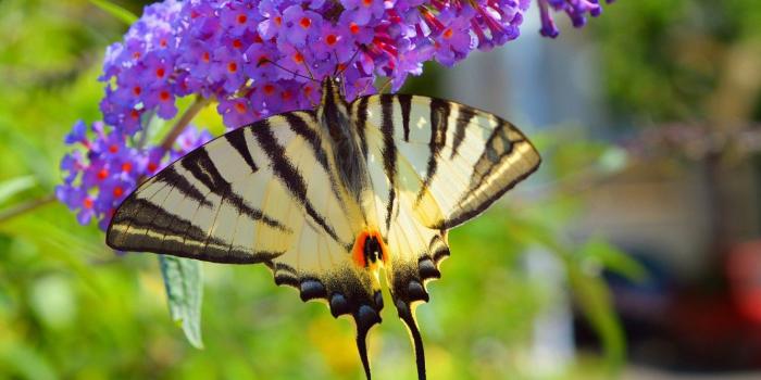 1332x850 Wallpaper Macro, Flowers, Spring, Butterfly, Flowers, Spring, Macro