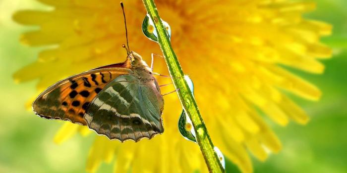 1080x1920 HD Spring Butterfly Drops Android wallpaper - Android HD wallpapers