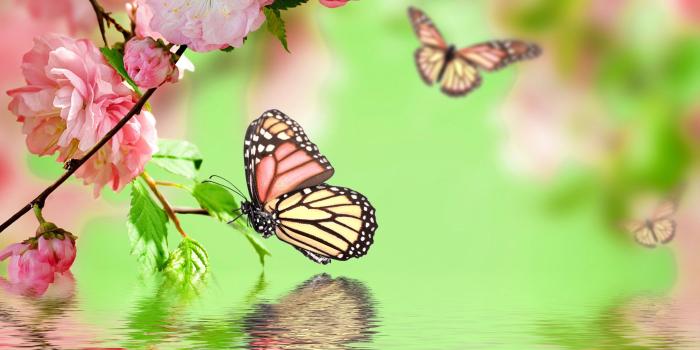 2880x1800 Wallpaper Pink flowers blossom, spring, butterfly, water reflection
