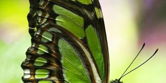 1080x1920 Butterfly Wallpaper For Android