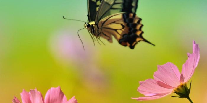 1440x1280 Spring Butterfly Wallpaper by _GIVENCHY_ - b5 - Free on ZEDGE™