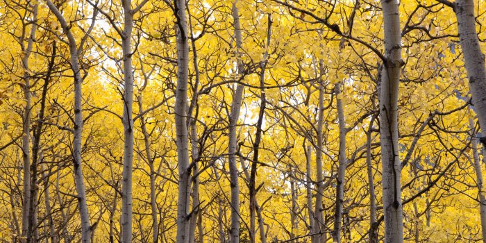 2000x1333 Autumn Scenic Of Colorful Yellow Aspen Trees