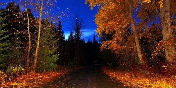 1920x1080 Forests: Forest Trees Autumn Scenic Colors Fall Wallpaper Portrait