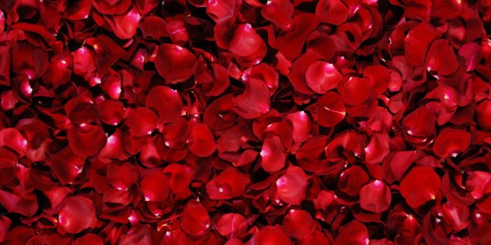 1920x1200 Red Rose Petals ❤ 4K HD Desktop Wallpaper for 4K Ultra HD TV • Dual