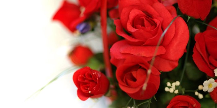 1600x1000 Cartoon Rose Wallpaper ~ Wallpaper HD 2015