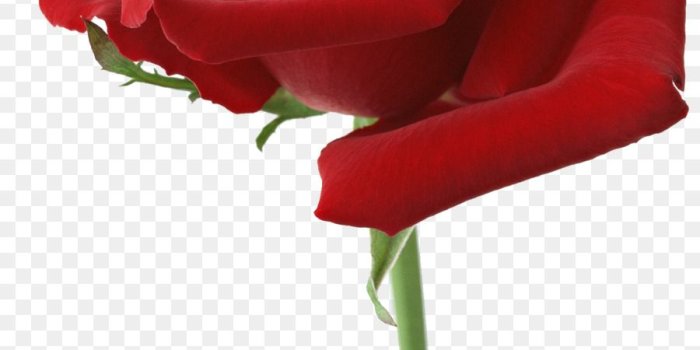 900x1440 Pink Flower Cartoon png download - 1498*2377 - Free Transparent Rose