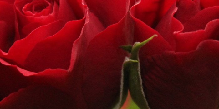 1440x2560 Rose Wallpaper Wallpaper on | Dragonway.info